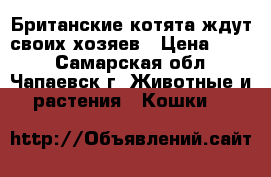 Британские котята ждут своих хозяев › Цена ­ 500 - Самарская обл., Чапаевск г. Животные и растения » Кошки   